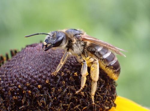 Halictus quadricinctus